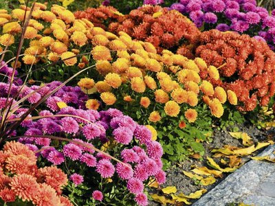 Хризантеми у вересні - що зробити зараз, щоб кущі добре пережили зиму
