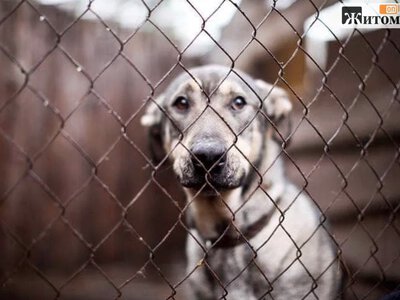 У Бердичеві чоловіку загрожує до 8 років тюрми за розстріл сусідського собаки з пневматики