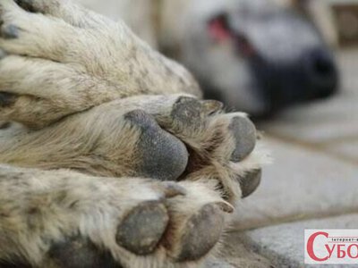 8 років за один постріл: у Бердичеві сусід розстріляв собаку, який просто йшов дорогою