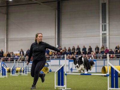 У Фінляндії понад 600 собак змагаються на чемпіонаті світу з аджиліті — YLE News