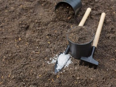 Осіннє підживлення: коли вносити нітроамофоску