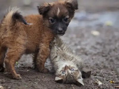 У Рівному планують системно вирішувати проблему безпритульних тварин