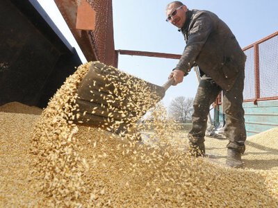 Українському зерну загрожують нові проблеми на кордоні: що змінюється