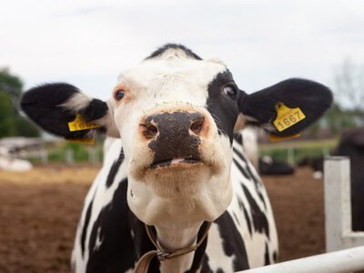 Село помирає: чому українці більше не хочуть тримати корів