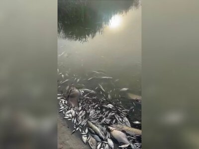 Масова загибель риби у річці на Харківщині: причини з’ясовують (фото)