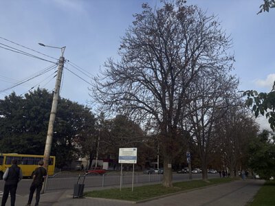 Повідомили, коли вирішать долю отруєних у Луцьку каштанів