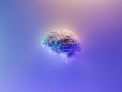 Революційне дослідження стверджує, що наш мозок – це два окремі органи, які злилися разом