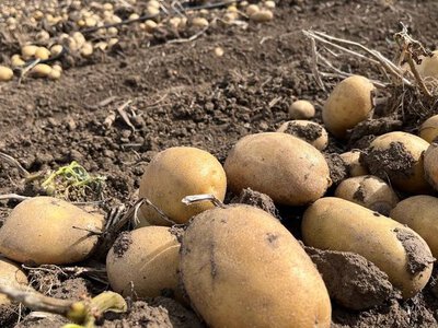 МХП-Агрокряж отримав 52 т/га картоплі на Вінниччині