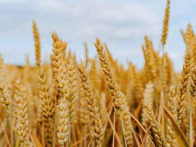 ЄС відмовився збільшувати квоту на українську пшеницю