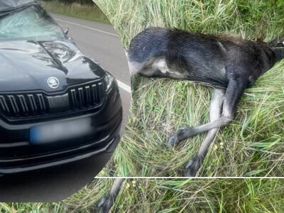 На трасі Київ – Ковель автомобіль збив лося, ще одна тварина втекла до лісу