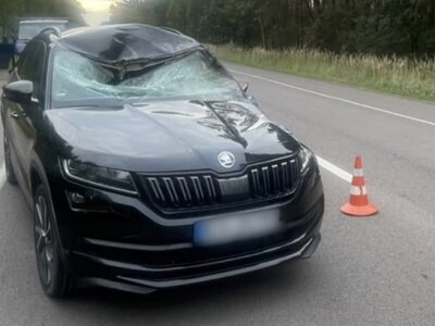 Лось загинув під колесами авто, ще один утік у ліс: на Рівненщині сталися дві ДТП
