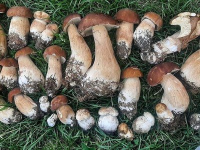 Вопреки запрету. В Харьковской области начался грибной бум