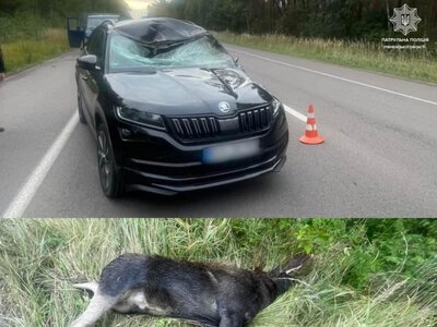 Дві ДТП з дикими тваринами сталися на Рівненщині: водіїв закликають до максимальної уважності (ФОТО)