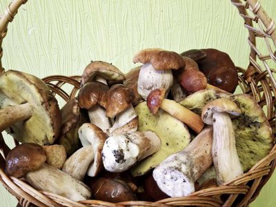 Білі, польські та золотисті боровики: на Рівненщині грибники хизуються щедрим урожаєм