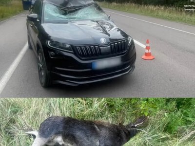 Нічна автотроща у Сарненському районі: поблизу Дерті під колесами авто загинув лось