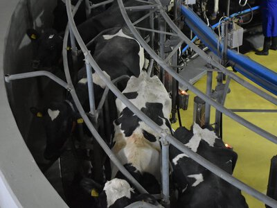 Виробництво молока в Україні: аналіз галузі за 8 місяців