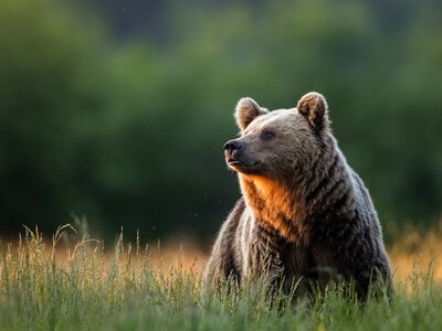 Ведмеді в Росії вбили щонайменше 20 людей: сім смертей сталися за один місяць
