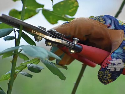 Догляд за трояндами восени: основні правила та помилки під час підготовки до морозів 