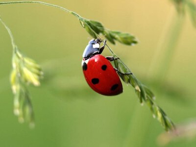 Куди зникають комахи восени: життєвий цикл природи Кам’янського у вересні