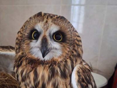 Шосткинська зоозахисниця розповіла про стан врятованої сови