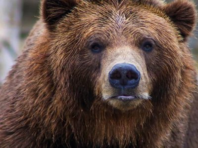 Понад 20 загиблих росіян у 2026 році: сплеск нападів бурих ведмедів (Відео)