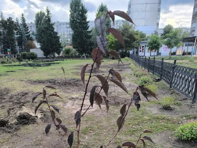 У сумській школі №17 з’явилися сакури