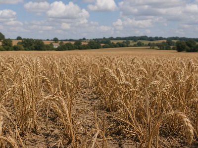 У Британії ключові продовольчі культури вирощують у районах ризику посухи — The Guardian