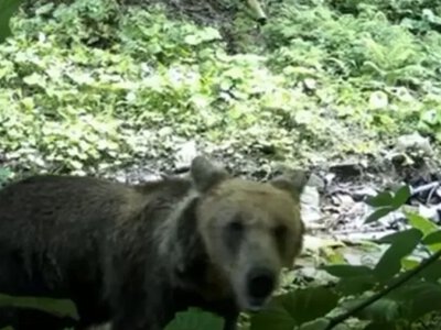 Ведмідь впритул підійшов до фотопастки на Закарпатті: що зафіксувала камера