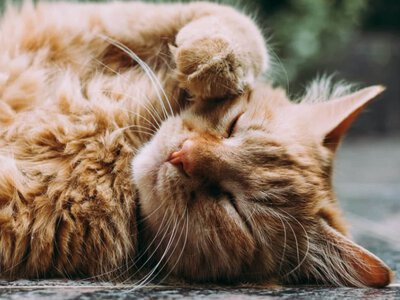 Як стати улюбленцем для кота: результати наукових досліджень (Відео)