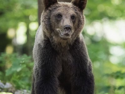  У всій красі: перед прикордонниками неочікувано засвітився мешканець гір 