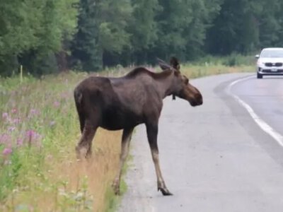 На ковельській трасі збили двох лосів: одна тварина загинула (фото)