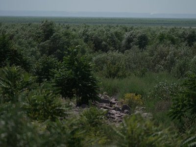 На місці Каховського водосховища виріс 10-метровий ліс: як оживає Великий Луг — ВІДЕО