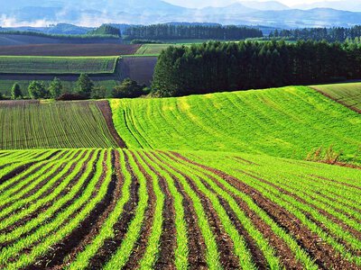 Ринок землі різко загальмував: у серпні кількість угод впала на 17,6%