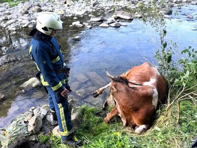У Яремчі рятувальники витягнули корову з обриву