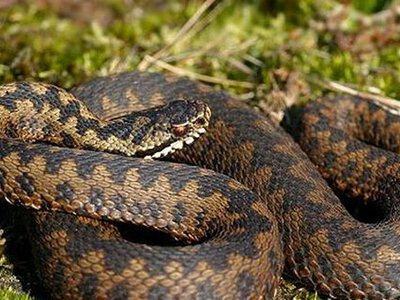 Чому змії тікають від людини та як уникнути укусу під час відпочинку на природі