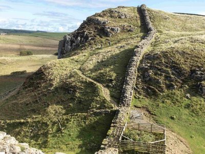 Зрізаний Sycamore Gap знову дає пагони