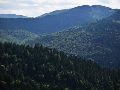 Ведмідь потрапив у фотопастку закарпатських прикордонників