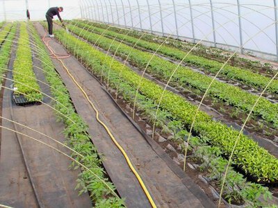 Як українські тепличники змінюють стратегію бізнесу