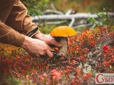 У Житомирі власноруч зібрані гриби відправили чоловіка до лікарні