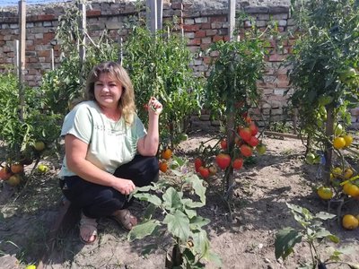 На Волині фермерка вирощує 400 унікальних сортів томатів
