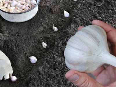 Виросте розміром з кулак: коли садити озимий часник у жовтні