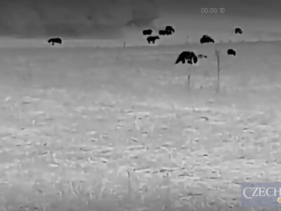 На одному полі у Словаччині мисливець нарахував 26 ведмедів. Відео