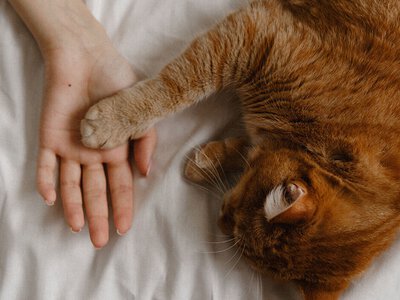 Тварина панікує під час вибухів: як правильно заспокоїти кота чи собаку