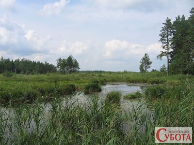 На папері — сільгоспземля, на 99% — ліс: суд скасував приватну реєстрацію 2 га на Звягельщині