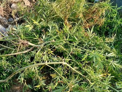 Пошуки конопель та канабісу на Балаклійщині: копи розповіли про результати