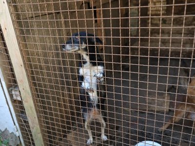 На Одещині під час атаки згорів притулок Люблячі серця: загинули 13 тварин