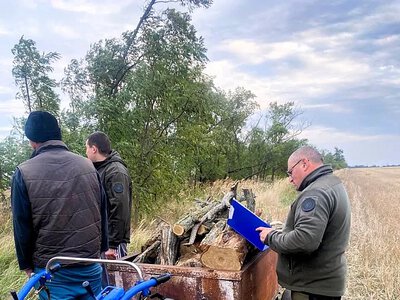 Штраф 510 гривень за збитків понад 24 тисячі: на Миколаївщині спіймали «чорного лісоруба»
