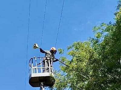 Дерева біля ЛЕП можуть спричинити аварії та тривалі відключення: пояснення ДТЕК