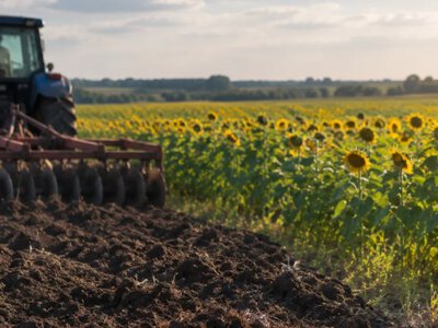 У Локачах фермер незаконно засіяв соняшником майже 18 гектарів комунальної землі: суд призначив штраф
