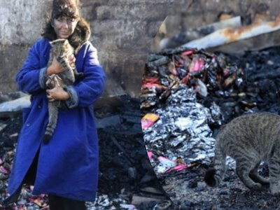 Вбила 10 котів та 3 собаки: Росія воювала з притулком для тварин на Одещині